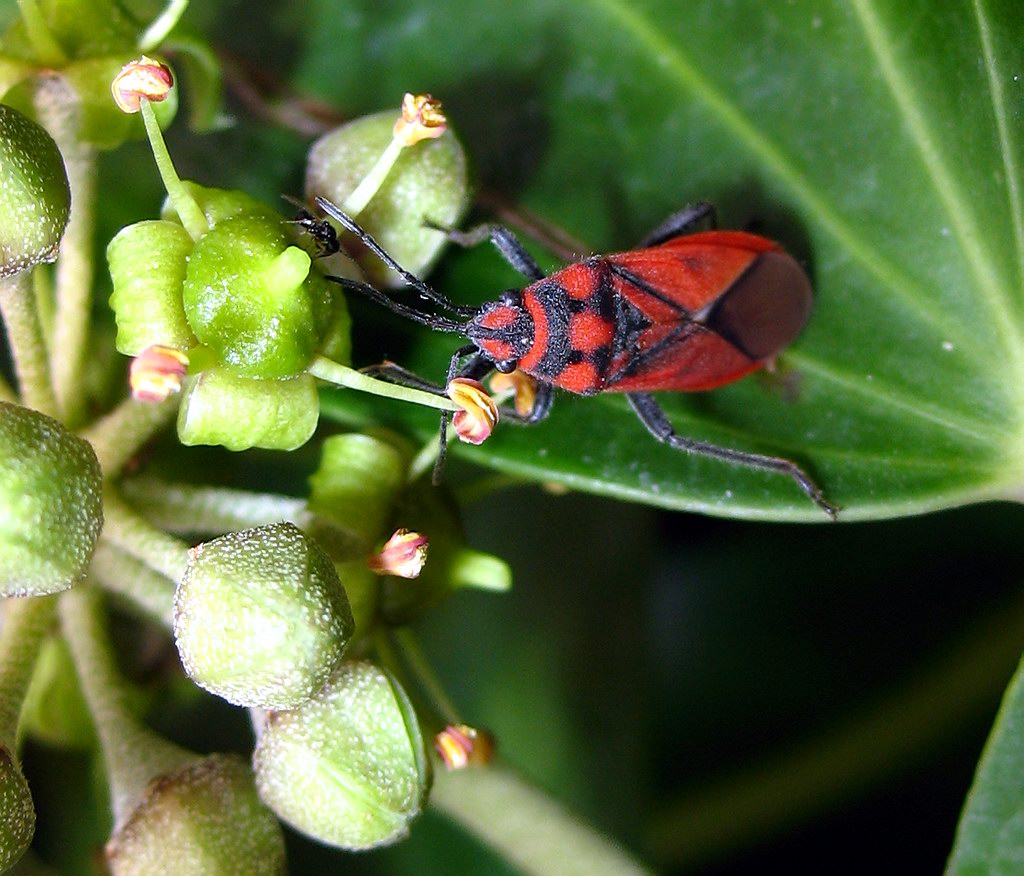 Un altro Graptostethus servus!